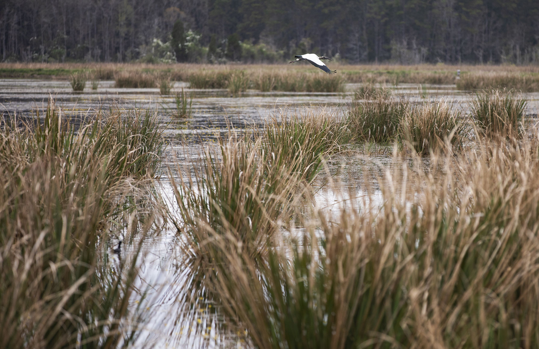 Rice Fields bird.JPG